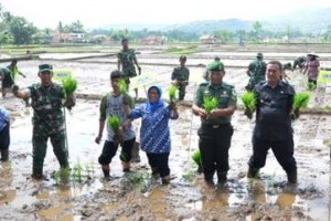 Bupati Kuningan ranam padi dengan metode jajar legowo